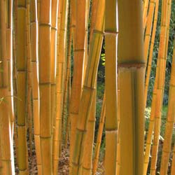 Bambu Phyllostachys aureo. Spect